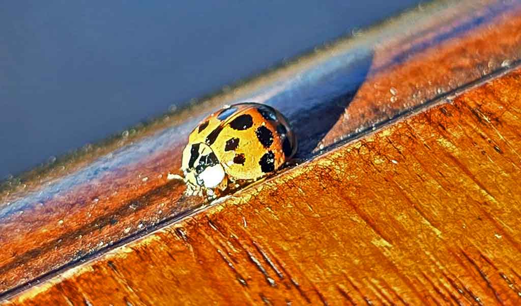 lady-bug-in-maine