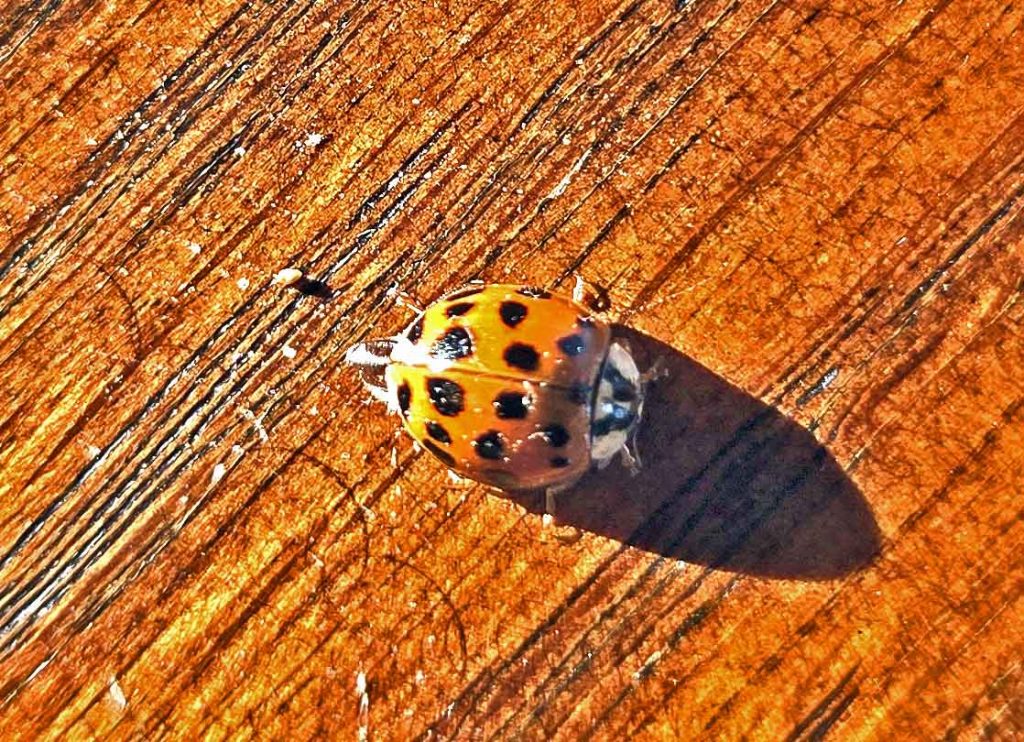 maine lady bugs